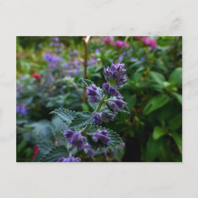 Dublin Blooms Postcard (Front)