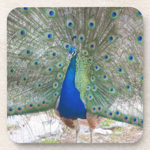 Dubrovnik,Croatia,Lokrum Island,colourful Coaster