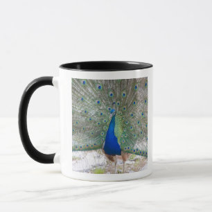 Dubrovnik,Croatia,Lokrum Island,colourful Mug