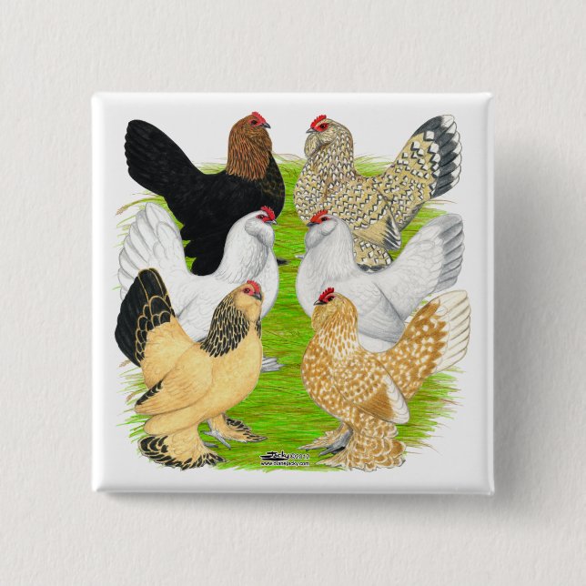 D'Uccles Six Hens 15 Cm Square Badge (Front)