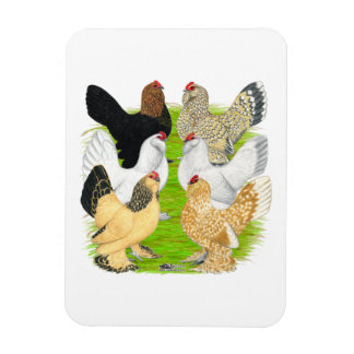 D'Uccles Six Hens Magnet