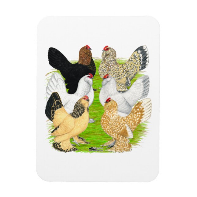 D'Uccles Six Hens Magnet (Vertical)