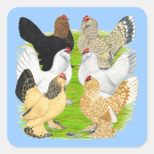 D'Uccles Six Hens Square Sticker
