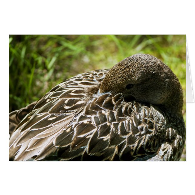 Duck (Front Horizontal)