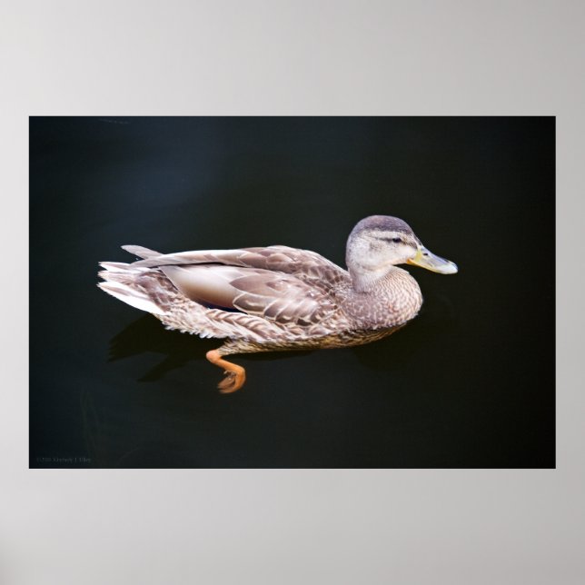 Duck 907b poster (Front)