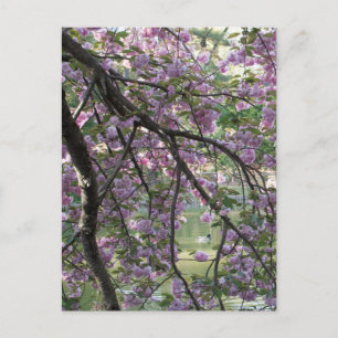 Duck Amongst Cherry Blossoms Postcard