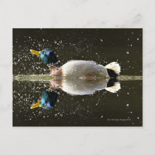 Duck (Anas platyrhyncus) Postcard