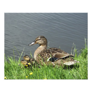 DUCK AND DUCKLINGS PHOTO PRINT