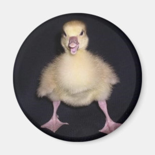 Duck Attitude Magnet