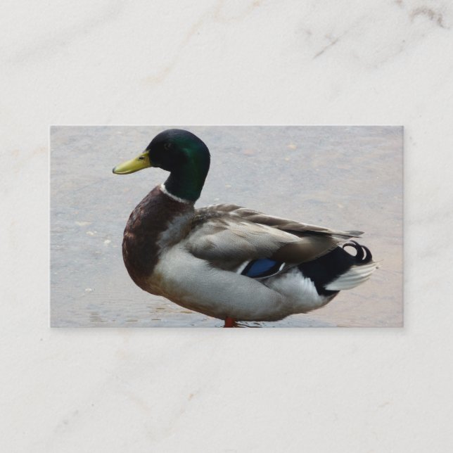 Duck Business Cards (Front)