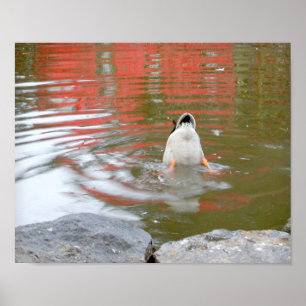 Duck Butt Poster