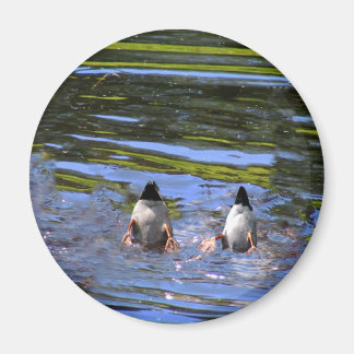 Duck Butts Magnet