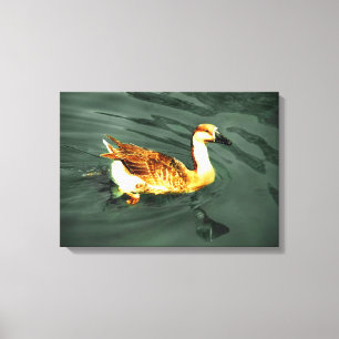 Duck Canvas Print