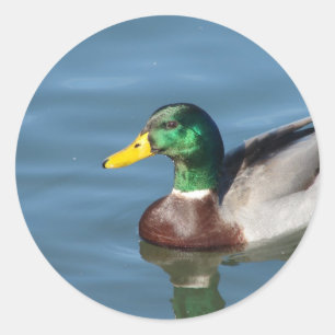 Duck Classic Round Sticker
