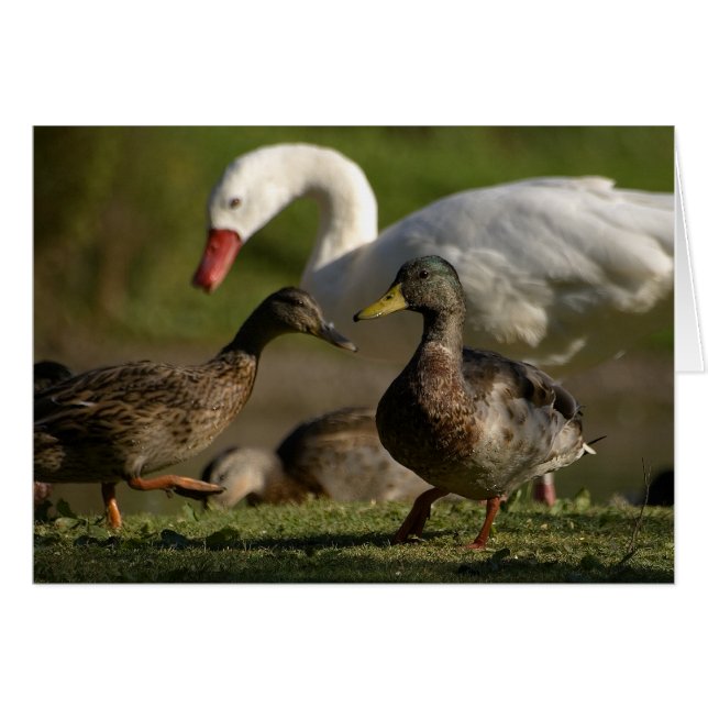 Duck Convention (Front Horizontal)