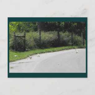 Duck Crossing Postcard