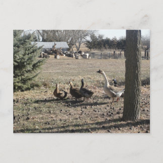 Duck Duck Goose Postcard