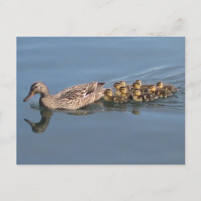 Duck, Ducklings, Baby Ducks, Make way for Duckligs Postcard (Front)