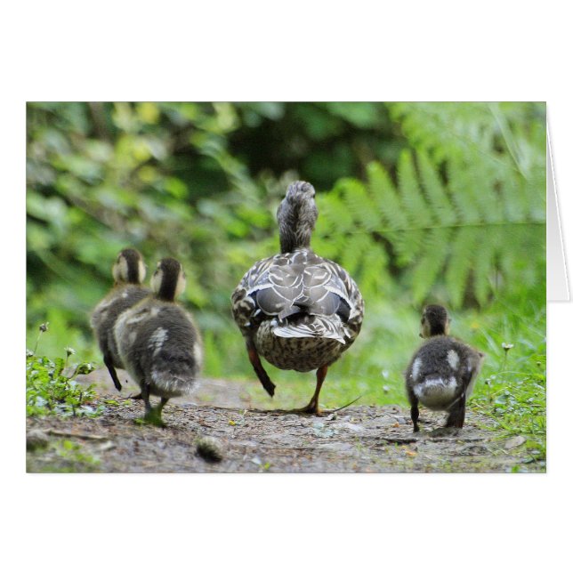 Duck Family (Front Horizontal)