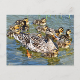 Duck Family Postcard