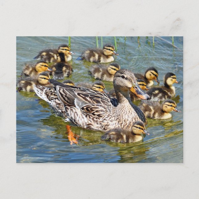Duck Family Postcard (Front)