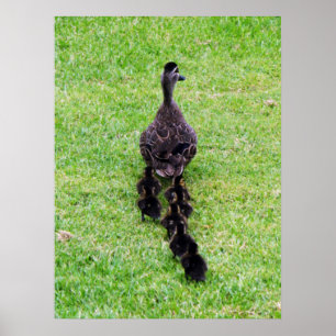 Duck Family Poster