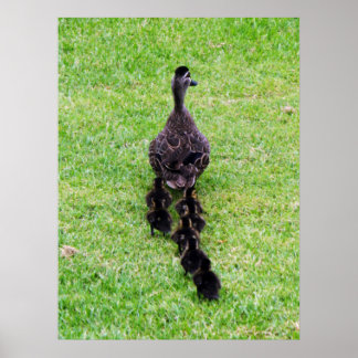 Duck Family Poster