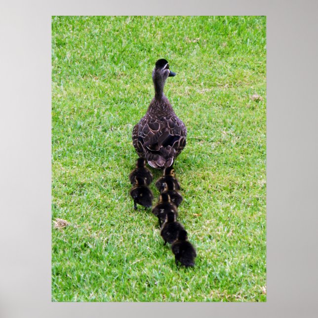Duck Family Poster (Front)