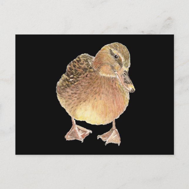 Duck, Farm Animal, Pet Postcard (Front)