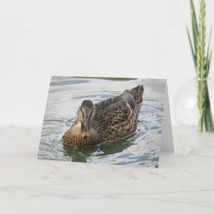 Duck Greeting Card