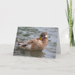 Duck Greeting Card