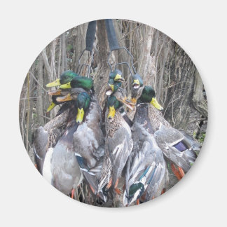 Duck Hunting mallard limit Magnet