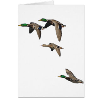 Duck Hunting Mallards in Flight