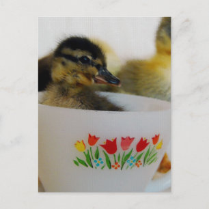 Duck in a Teacup 2 Postcard