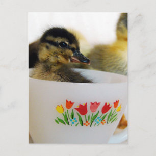 Duck in a Teacup Postcard