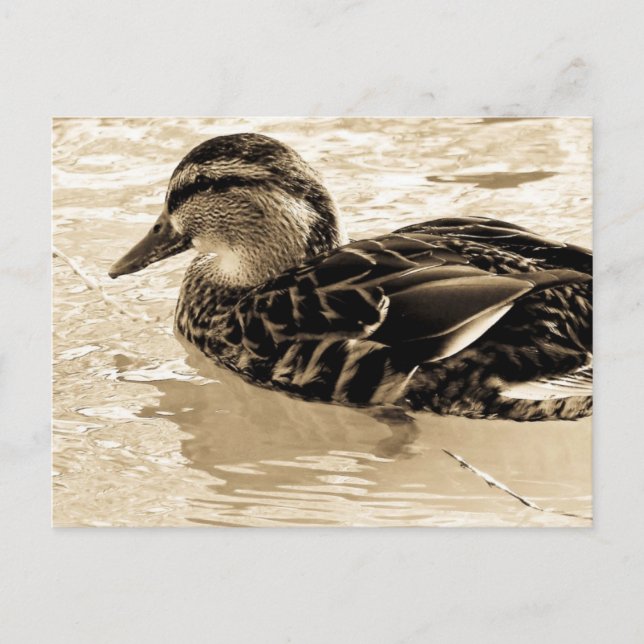 Duck in Sepia Postcard (Front)