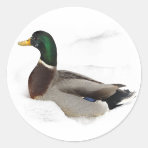 Duck in Snow Classic Round Sticker