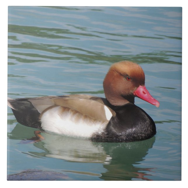 Duck in The Water Tile (Front)