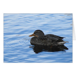 Duck in Water