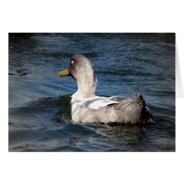 Duck in Water (Front Horizontal)