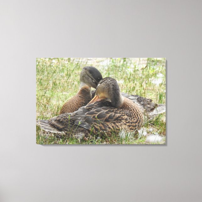 Duck Love Canvas Print (Front)