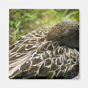 Duck Magnet