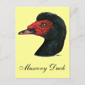 Duck: Muscovy Head Postcard