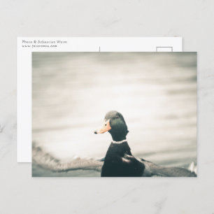 Duck Nature Photo Postcard