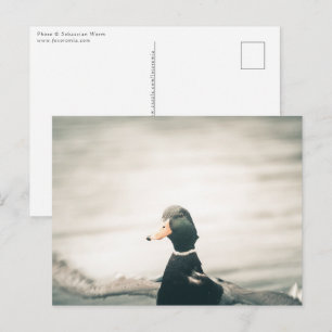 Duck Nature Photo Postcard