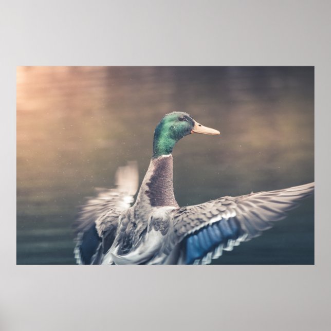 Duck Nature Photo Poster (Front)