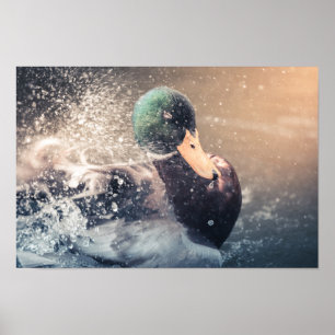 Duck Nature Photo Poster