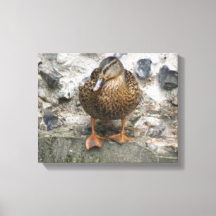 Duck on a Wall Canvas Print