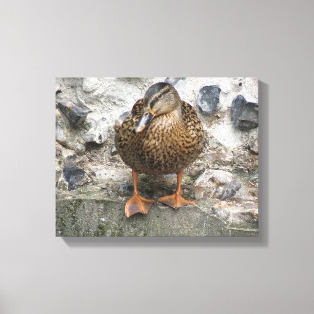 Duck on a Wall Canvas Print (Front)