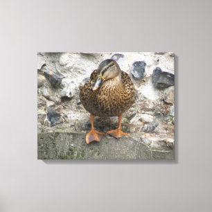 Duck on a Wall Canvas Print